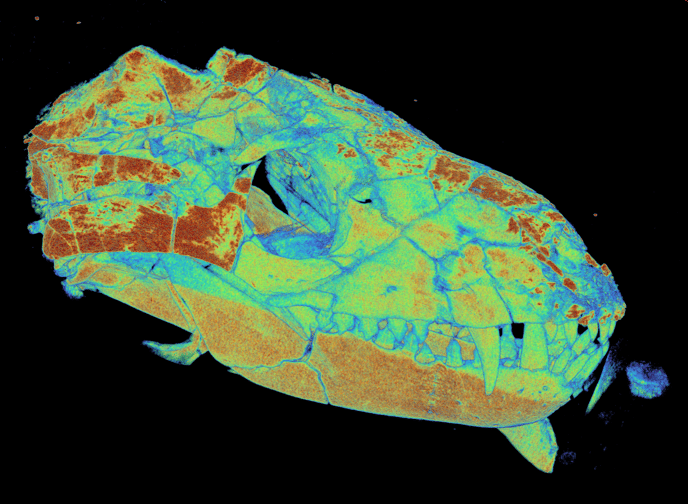 Thrinaxodon Broomistega 000-1000 (1)